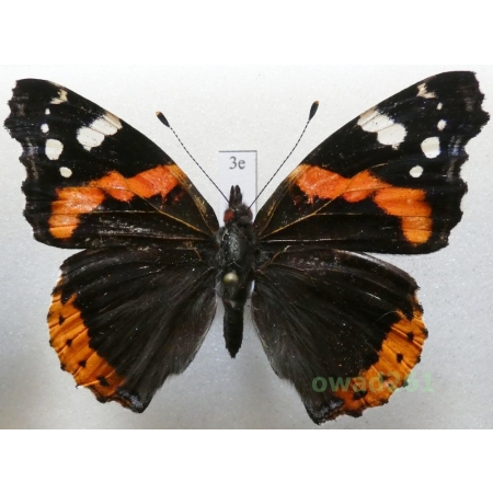 Vanessa atalanta (Linnaeus, 1758) Poland3e